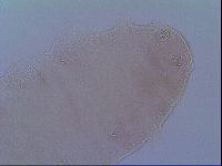 Mesobiotus liviae image