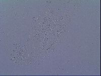 Mesobiotus liviae image