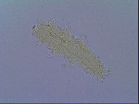 Mesobiotus liviae image