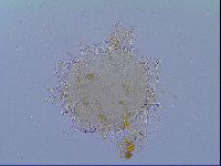 Mesobiotus liviae image