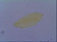 Mesobiotus liviae image