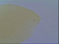 Mesobiotus liviae image