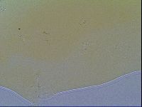 Mesobiotus liviae image