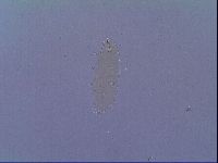 Mesobiotus snaresensis image
