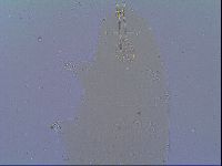 Mesobiotus snaresensis image