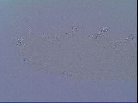 Mesobiotus snaresensis image