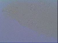 Mesobiotus snaresensis image