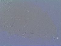 Mesobiotus snaresensis image
