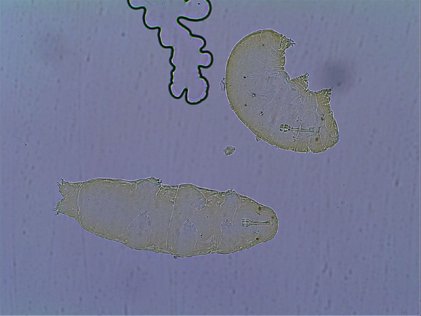 Macrobiotus islandicus islandicus image