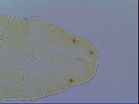Macrobiotus islandicus image