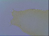 Macrobiotus islandicus image
