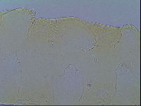 Macrobiotus islandicus islandicus image