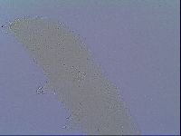 Mesobiotus coronatus image