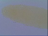 Mesobiotus coronatus image