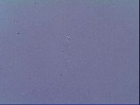 Mesobiotus snaresensis image