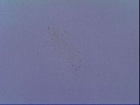 Mesobiotus snaresensis image