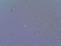Mesobiotus snaresensis image