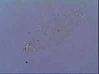 Mesobiotus snaresensis image
