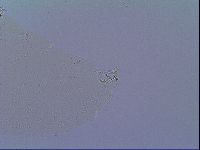 Mesobiotus snaresensis image