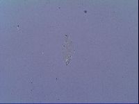 Mesobiotus snaresensis image