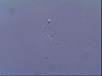 Mesobiotus snaresensis image