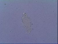 Mesobiotus snaresensis image