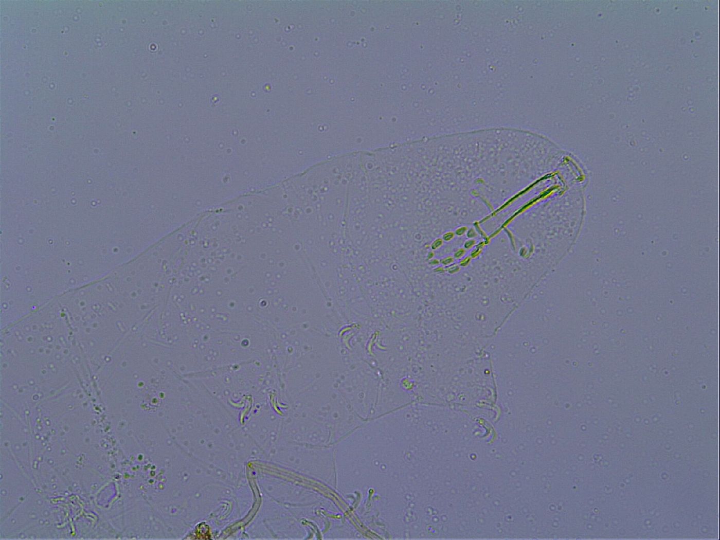 Mesobiotus snaresensis image
