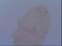 Mesobiotus snaresensis image