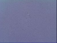 Mesobiotus snaresensis image
