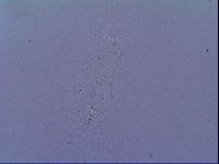 Mesobiotus snaresensis image