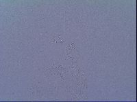 Mesobiotus snaresensis image