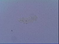 Mesobiotus snaresensis image