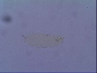 Mesobiotus snaresensis image