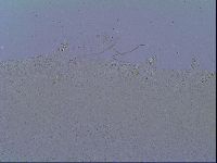 Mesobiotus snaresensis image