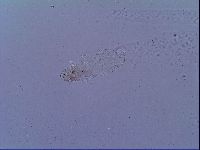 Mesobiotus snaresensis image