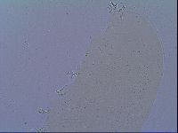 Mesobiotus snaresensis image