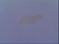 Mesobiotus snaresensis image