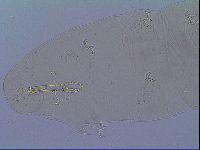 Mesobiotus snaresensis image
