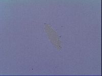 Mesobiotus snaresensis image