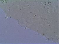 Mesobiotus snaresensis image