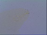 Mesobiotus snaresensis image