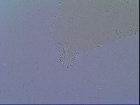 Mesobiotus snaresensis image
