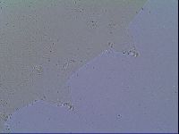 Mesobiotus snaresensis image