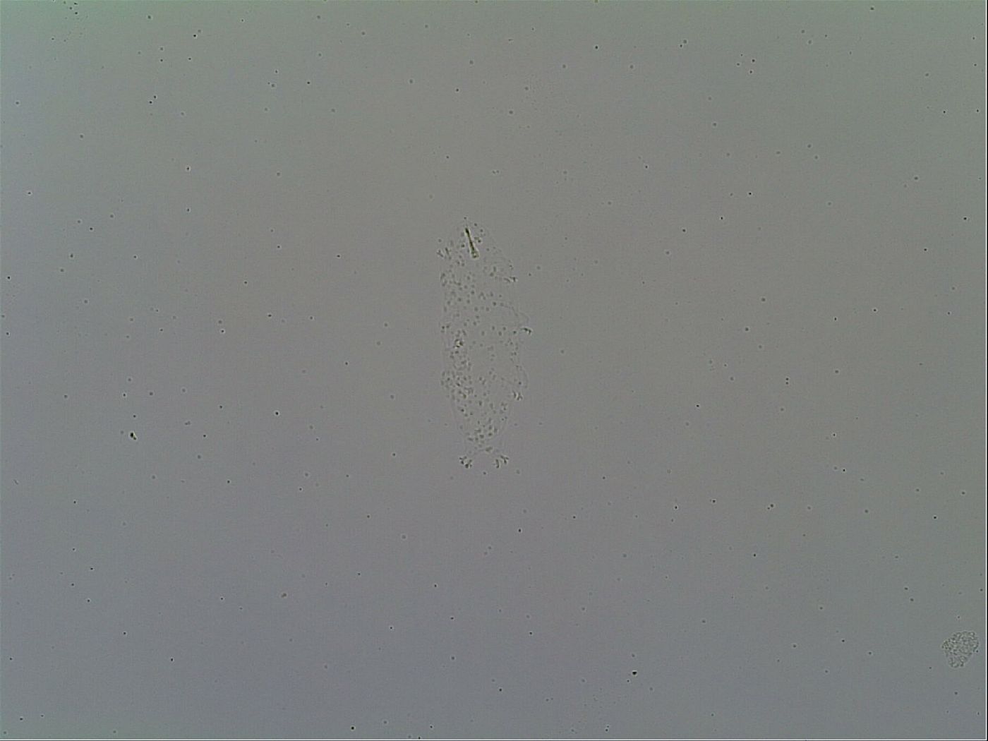 Macrobiotus topali image
