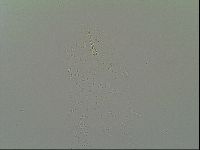Macrobiotus topali image