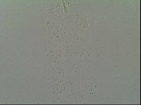 Macrobiotus topali image