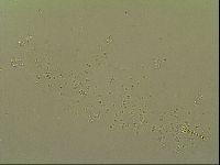 Macrobiotus topali image