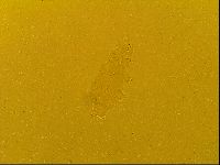 Macrobiotus topali image