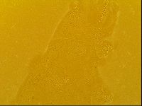 Macrobiotus topali image