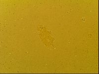 Macrobiotus topali image